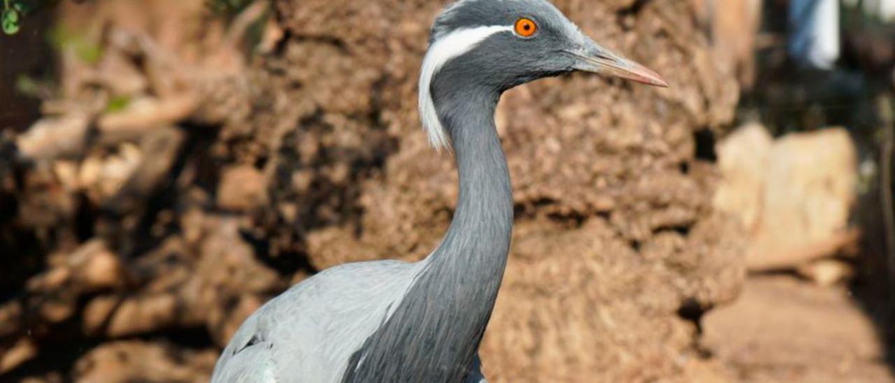 La grua damisel·la és un dels ocells més fascinants. | LEVANTE-EMV