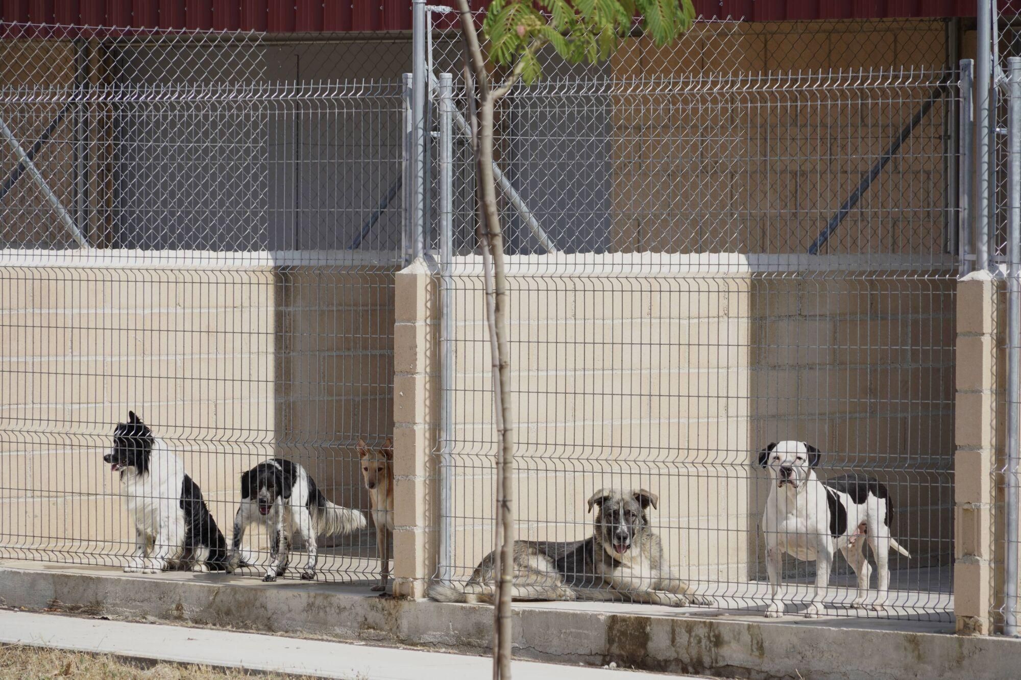 Visita a las instalaciones del nuevo Centro de Protección Animal