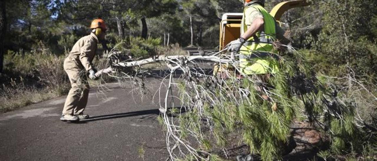 Operarios trabajando en la limpieza y el desbroce en la Sierra de Mariola, incluida dentro del Plan de Prevención de Incendios