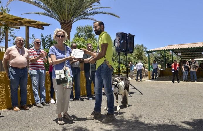 ARUCAS GRAN CANARIA A 28/05/2017 Entrega de premios concurso de ganado del Cabildo de Gran Canaria. FOTO: J.PÉREZ CURBELO