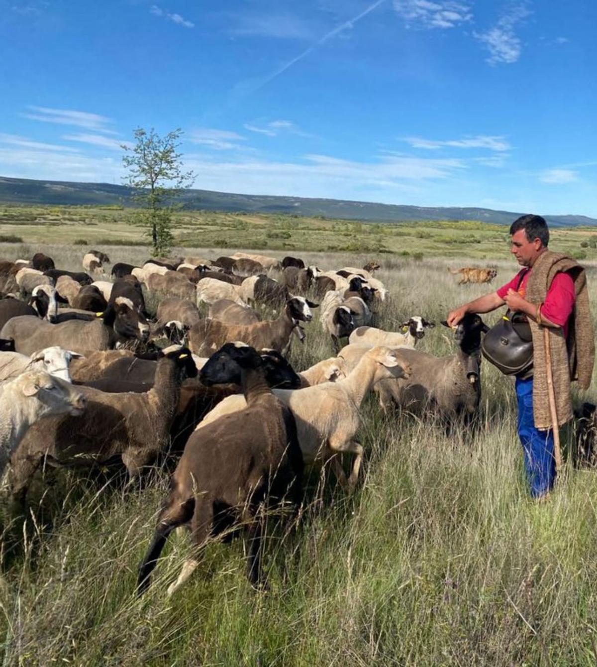 Sabinín, uno de los pastores de Pobladura. | Ch. S. 