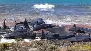 La Universidad de Las Palmas investiga un nuevo varamiento masivo de cetáceos en Cabo Verde