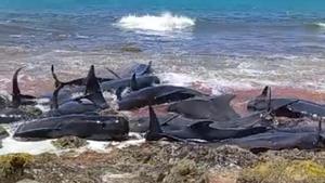 Varamiento masivo de cetáceos en Cabo Verde.