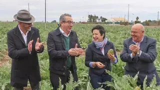 La campaña de la alcachofa de la Vega Baja arranca con precios altos y una merma de producción del 25%