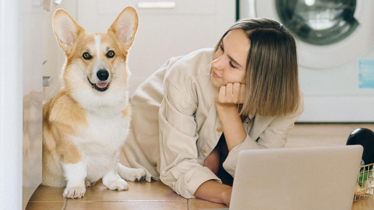 Las razones por las que los perros no se separan de sus dueños.