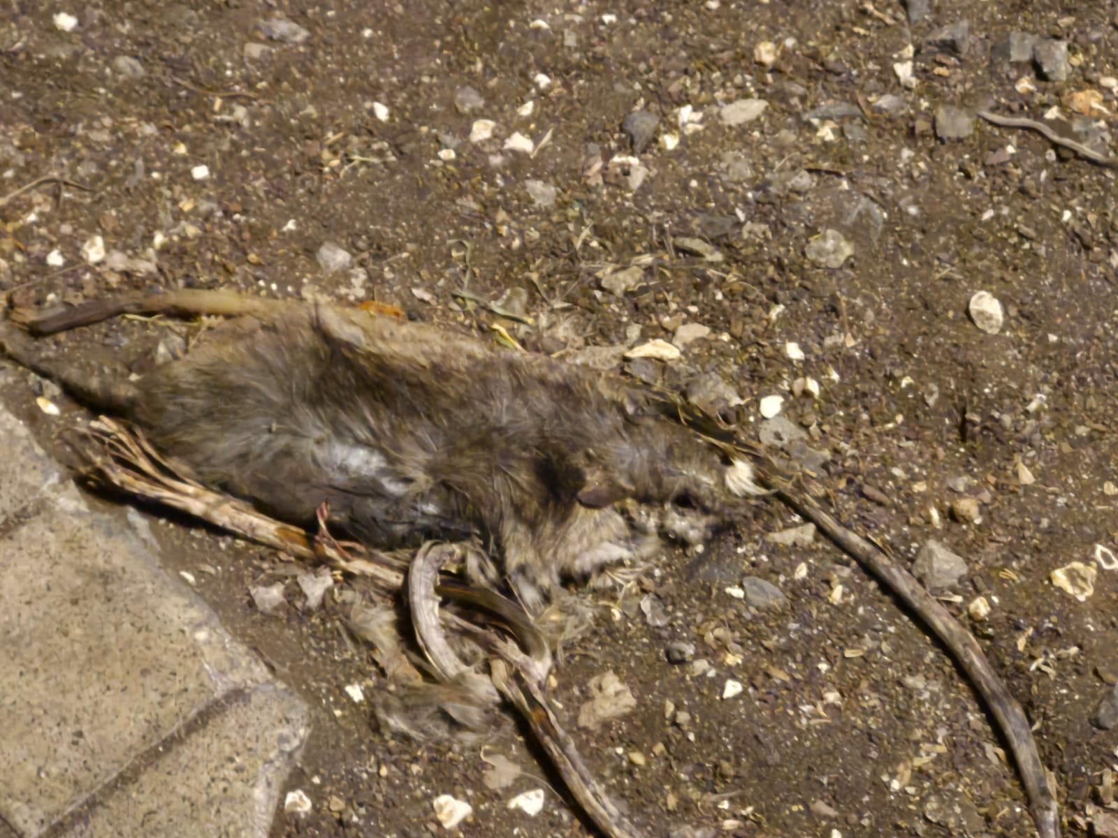 Suciedad en el barrio de Arenales, en Las Palmas de Gran Canaria