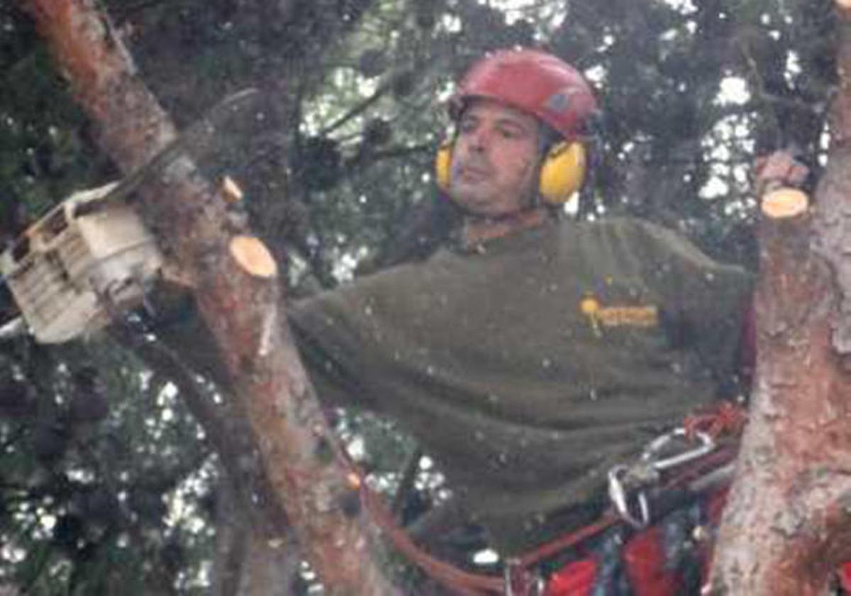 Una empresa de Elda cuida de los árboles monumentales de la Comunidad de Madrid