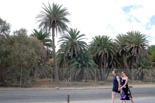 Mal estado de las Palmeras en el Oasis de Maspalomas y el Parque Tony Gallardo