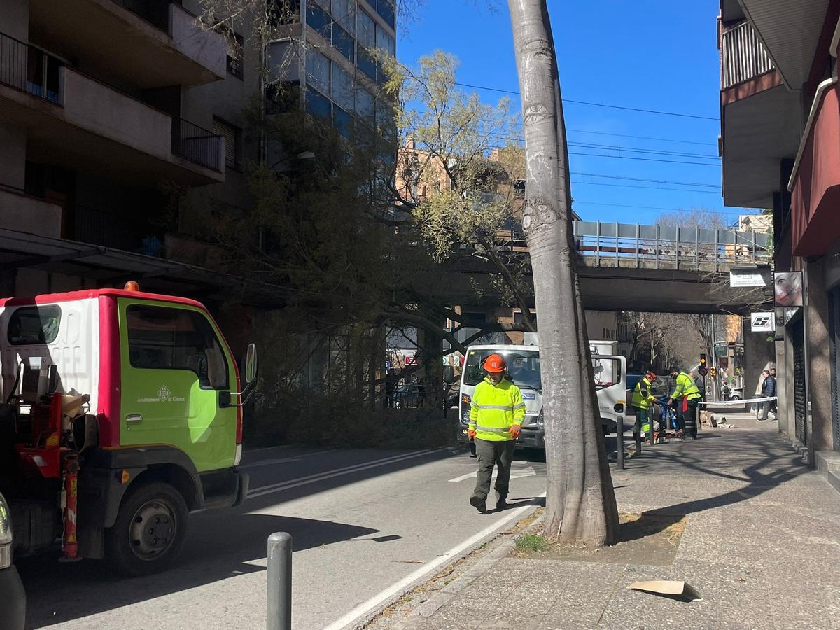 L'arbre caigut a la Ronda Ferran Puig, que ha requerit d'actuació municipal i ha fet tallar la via
