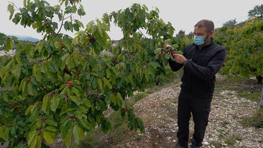 El Consell lanza ayudas por 5,5 millones para sectores agrarios afectados por la guerra de Ucrania