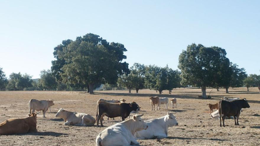 Ganado vacuno en una finca de la provincia. | J. F.