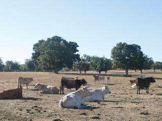 El drama de la sequía: Los ganaderos de Zamora empiezan a sacrificar vacas