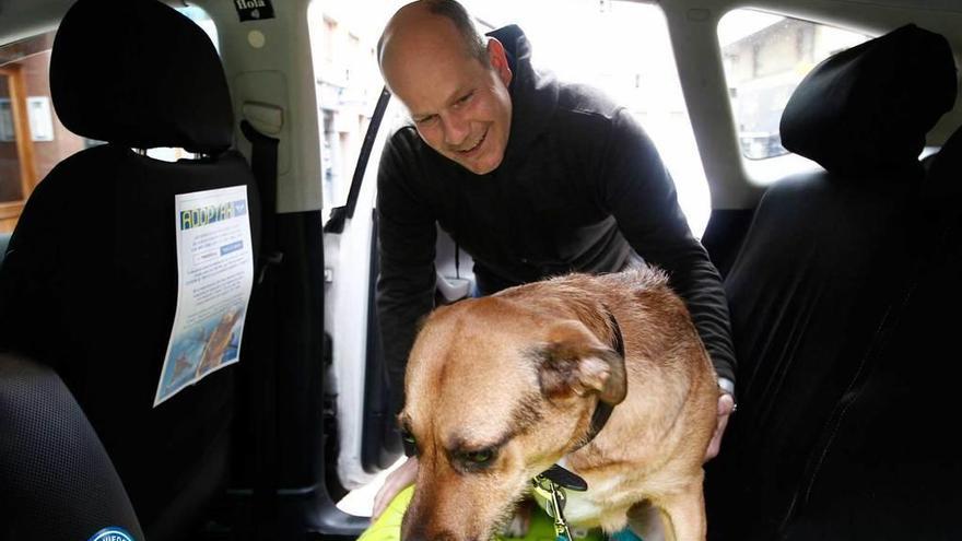 El taxista Rixar García introduce un perro en su vehículo.