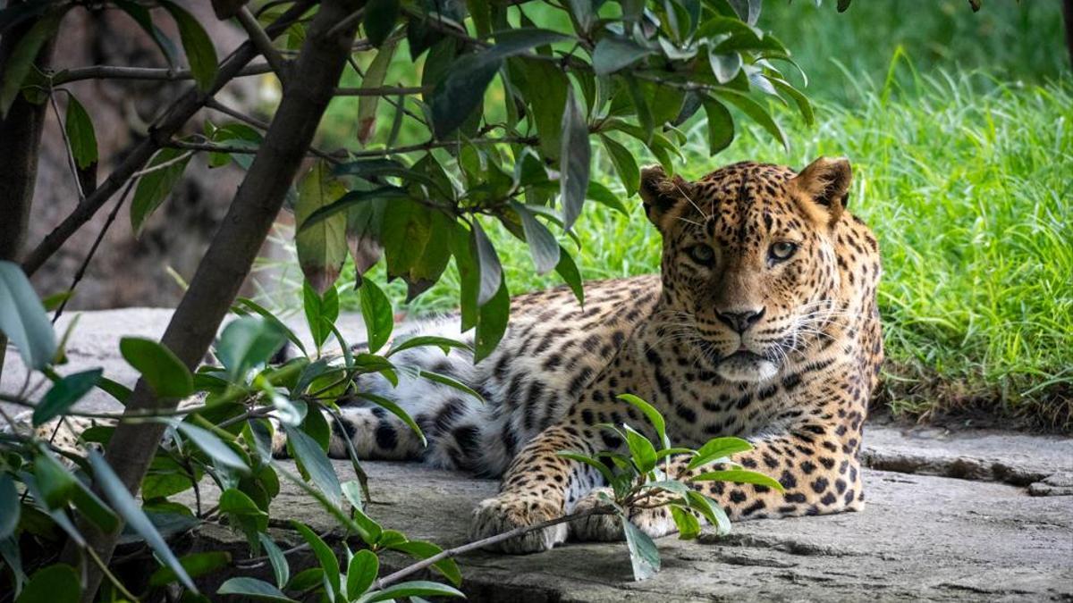 La leoparda Inés
