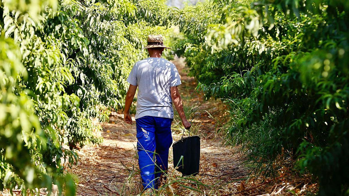 Recogida de melocotones en una explotación de Córdoba.