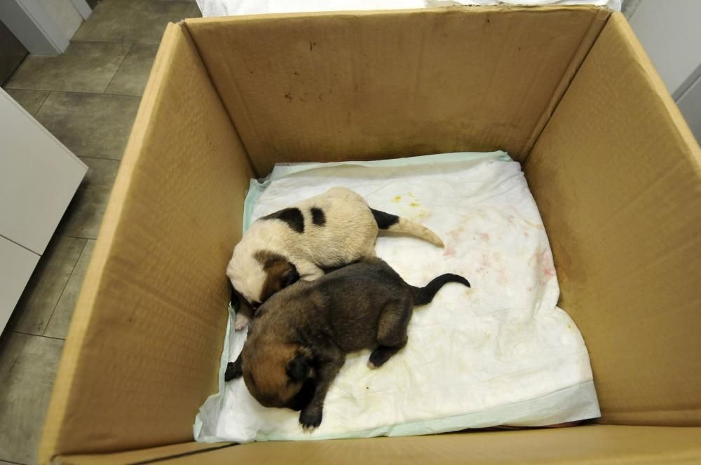 Los dos cachorros supervivientes de Lena