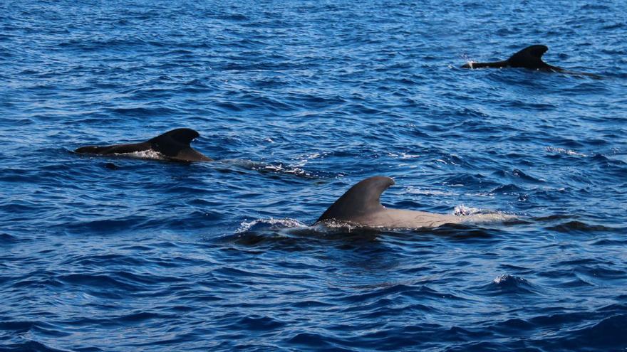 Extraen muestras del aire que exhalan las ballenas calderón