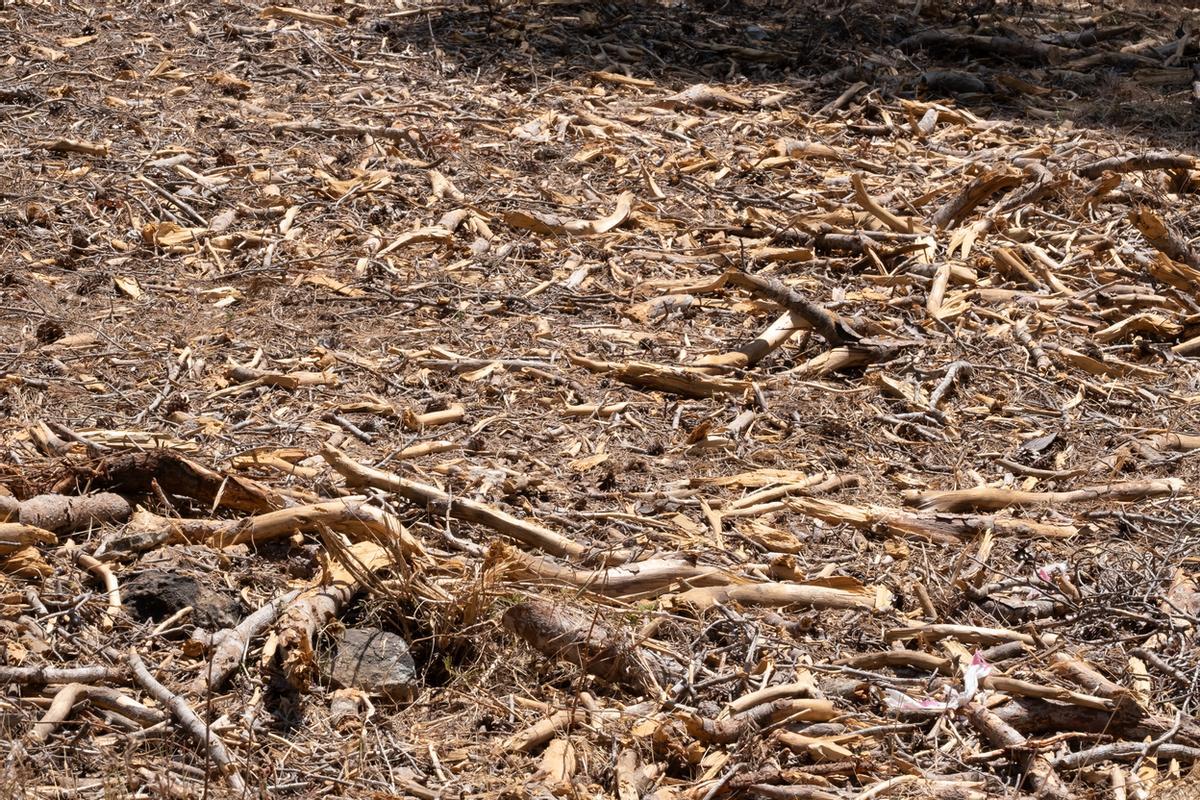 Un claro del bosque de Bellver con una alfombra de restos de la tala