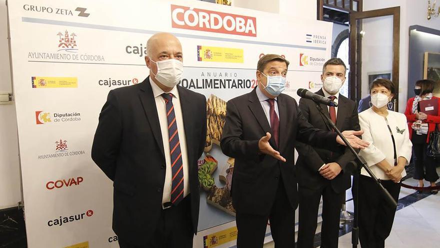 Hoy se constituye el Consejo del Olivar de Córdoba para apoyar la viabilidad del sector