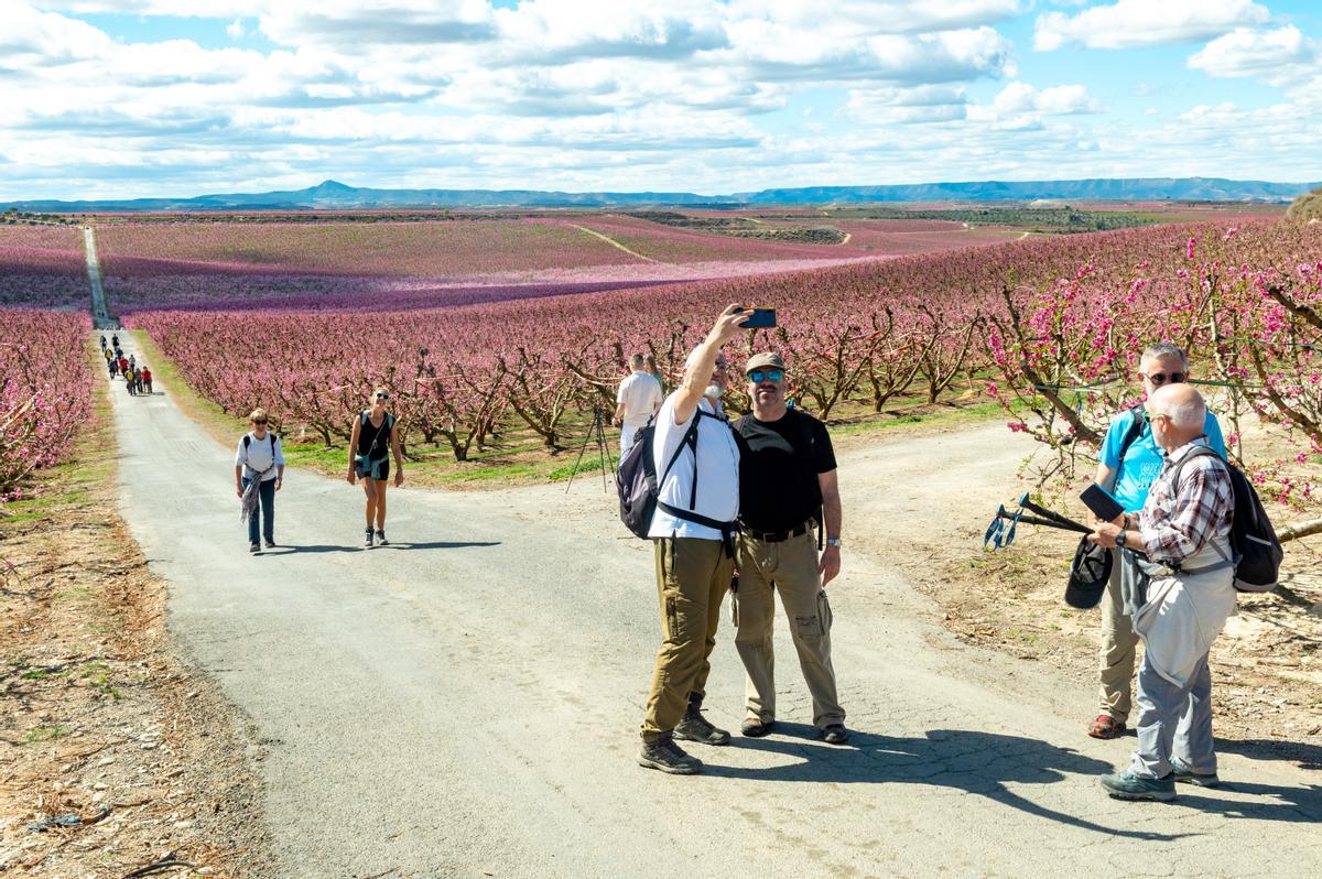 El espectáculo de la floración de los frutales en el Baix Segria, Lleida