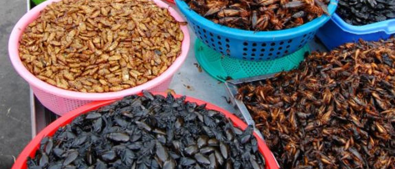 Los insectos se incorporan a la dieta europea