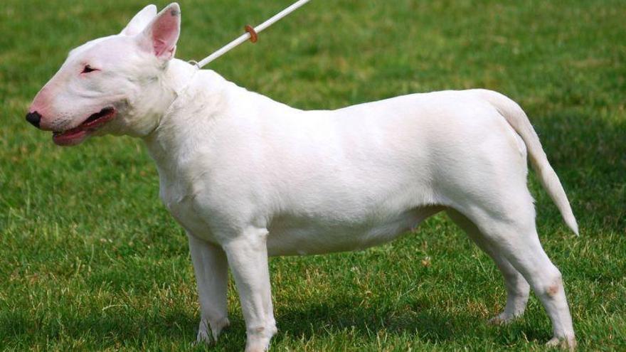 Un niño de 3 años pierde las orejas por el ataque de unos perros en Madrid