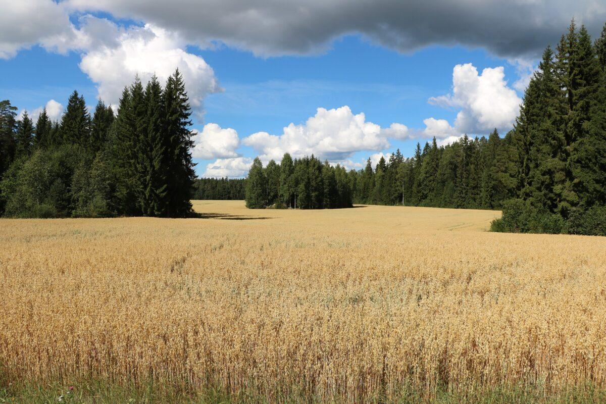 Los cultivos mixtos de cereales y leguminosas ayudan a mitigar el cambio climático