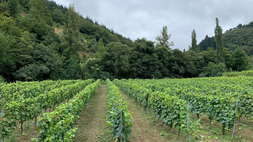 La vendimia se adelanta en Cangas del Narcea e Ibias por el calor del verano