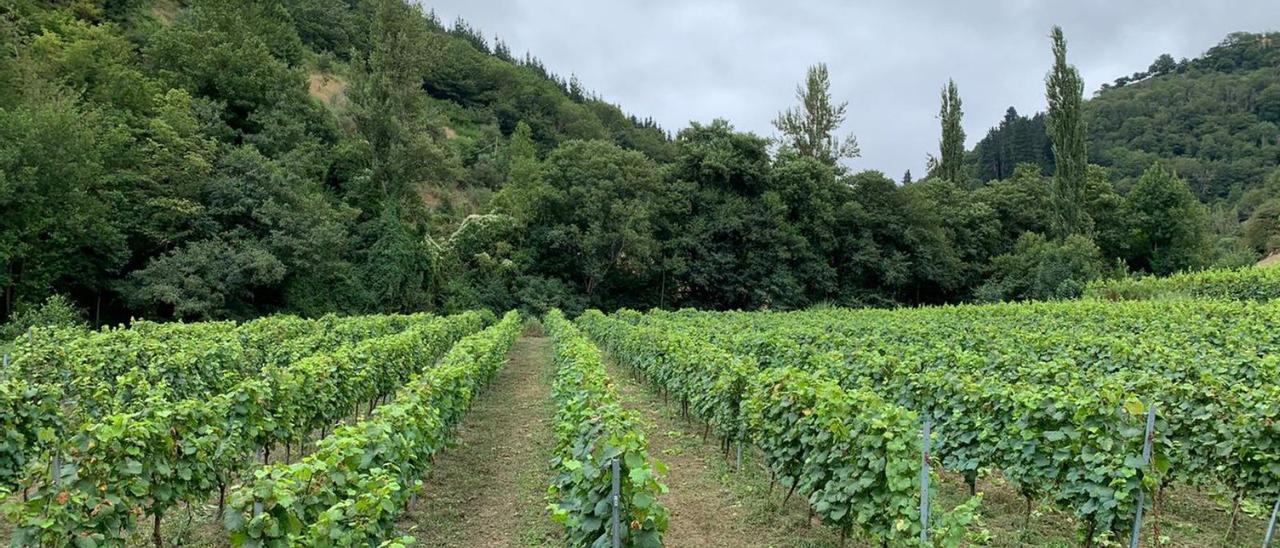 Viñedos de la DOP Vino de Cangas. | Reproducción de S. A.