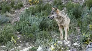 El Govern reúne a un grupo de trabajo para abordar la llegada del lobo: "Hay que evitar un conflicto social"