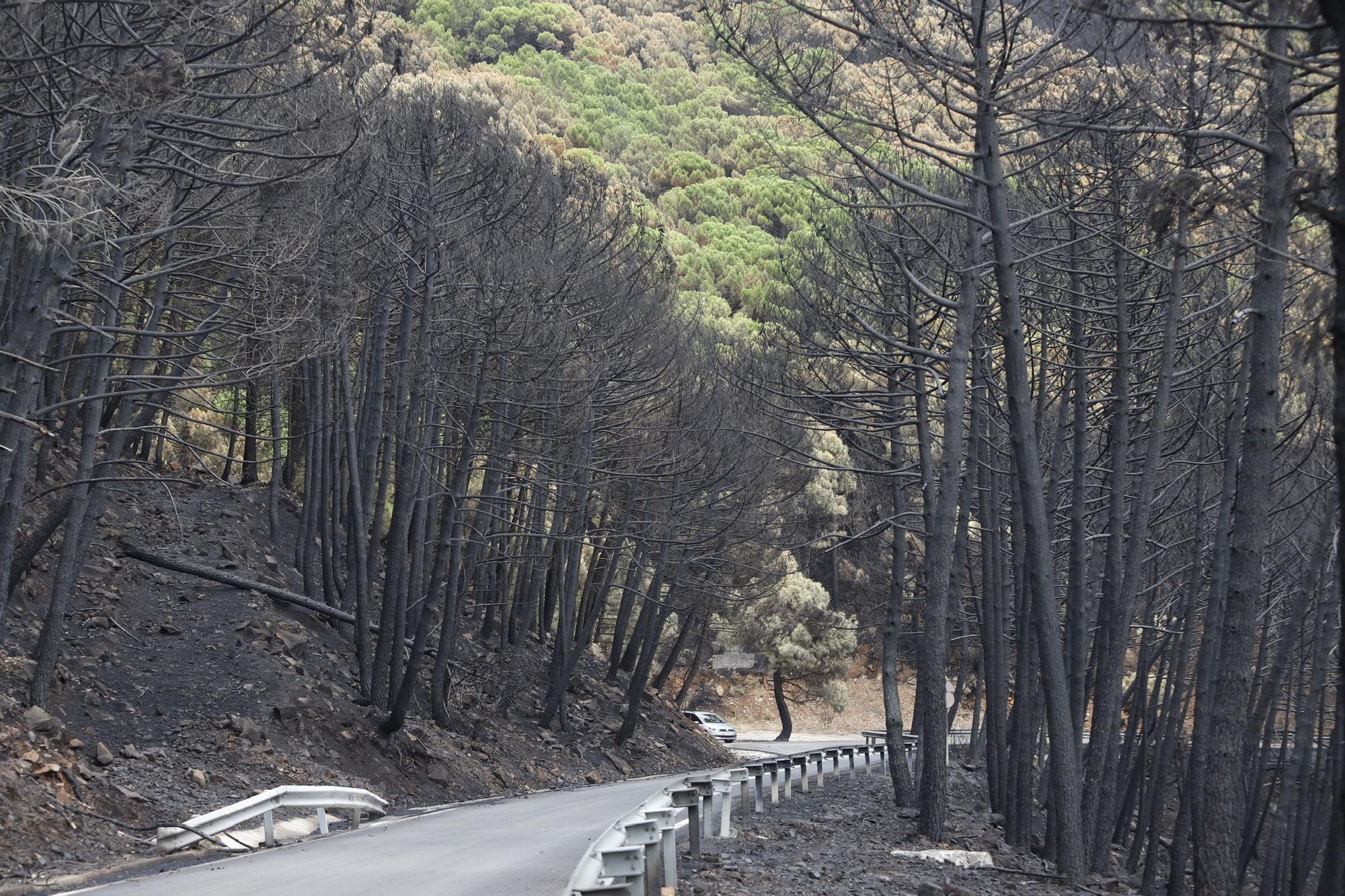 El Paraje de las Peñas Blancas en Estepona arrasado por el fuego