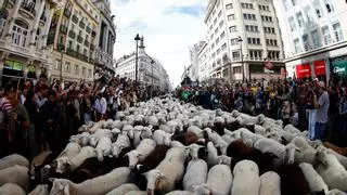 La otra cara de la Fiesta de la Trashumancia: las ovejas autóctonas de Madrid que podrían desaparecer