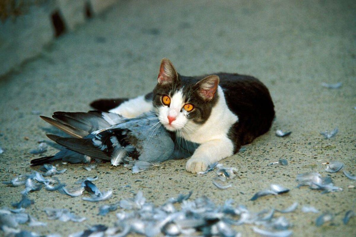 «Los gatos pueden llegar a cazar 70 especies de animales silvestres»