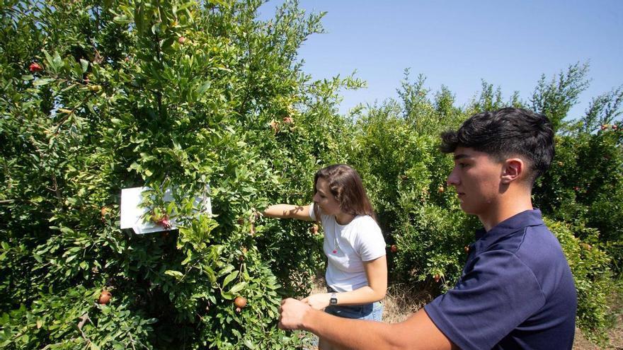 Las ayudas del Consell facilitan la incorporación de 548 jóvenes valencianos al campo