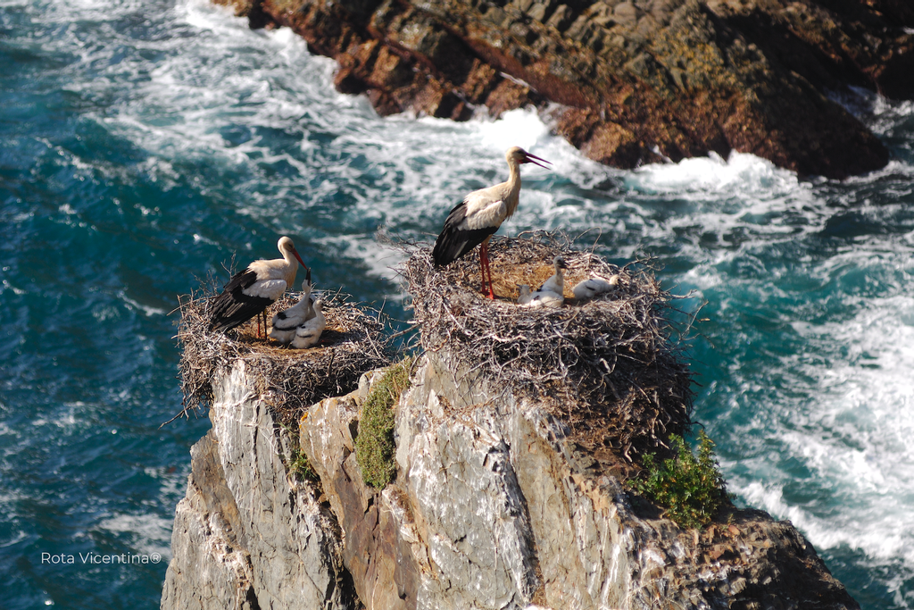Cigüeñas en la Ruta Vicentina, en Alentejo