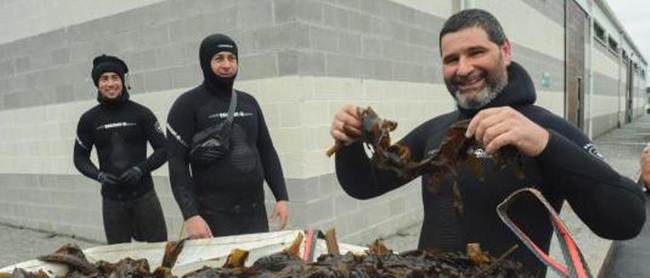 Un buceador de A Illa muestra las algas extraídas tras llegar a la lonja de O Xufre.