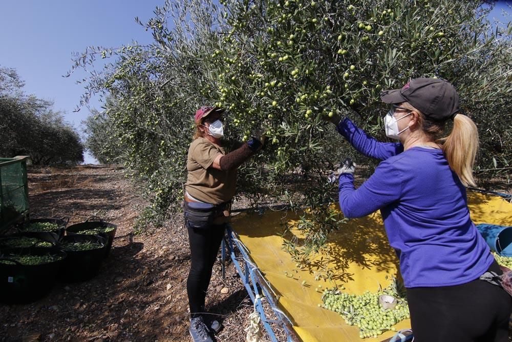 Inicio de la campaña de la aceituna en Córdoba