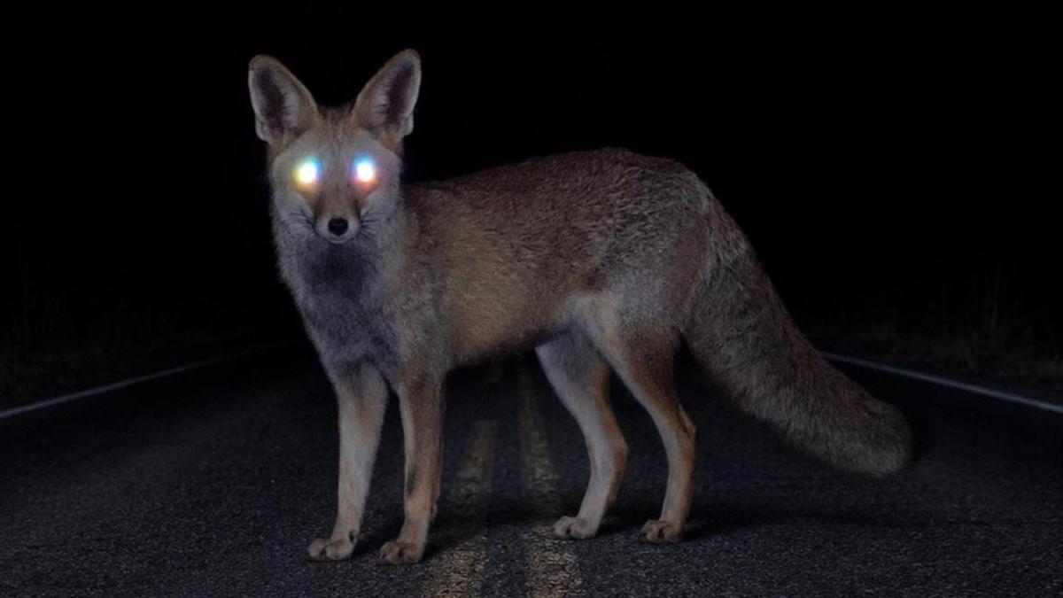 Un animal enlluernat de nit