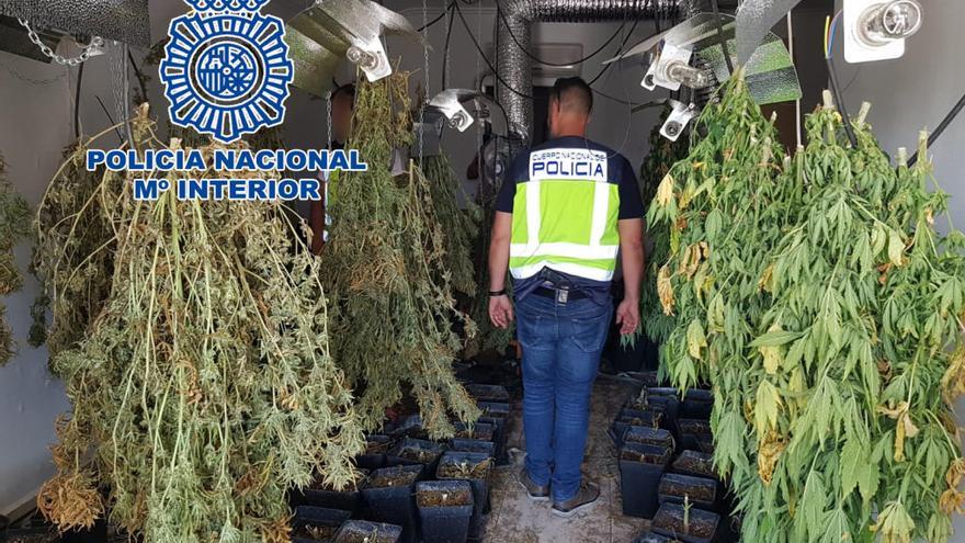 Desmantelan una plantación de marihuana en una casa &quot;okupada&quot; de Dénia