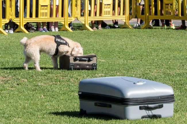 Feria de Mascotas de Maspalomas 2016