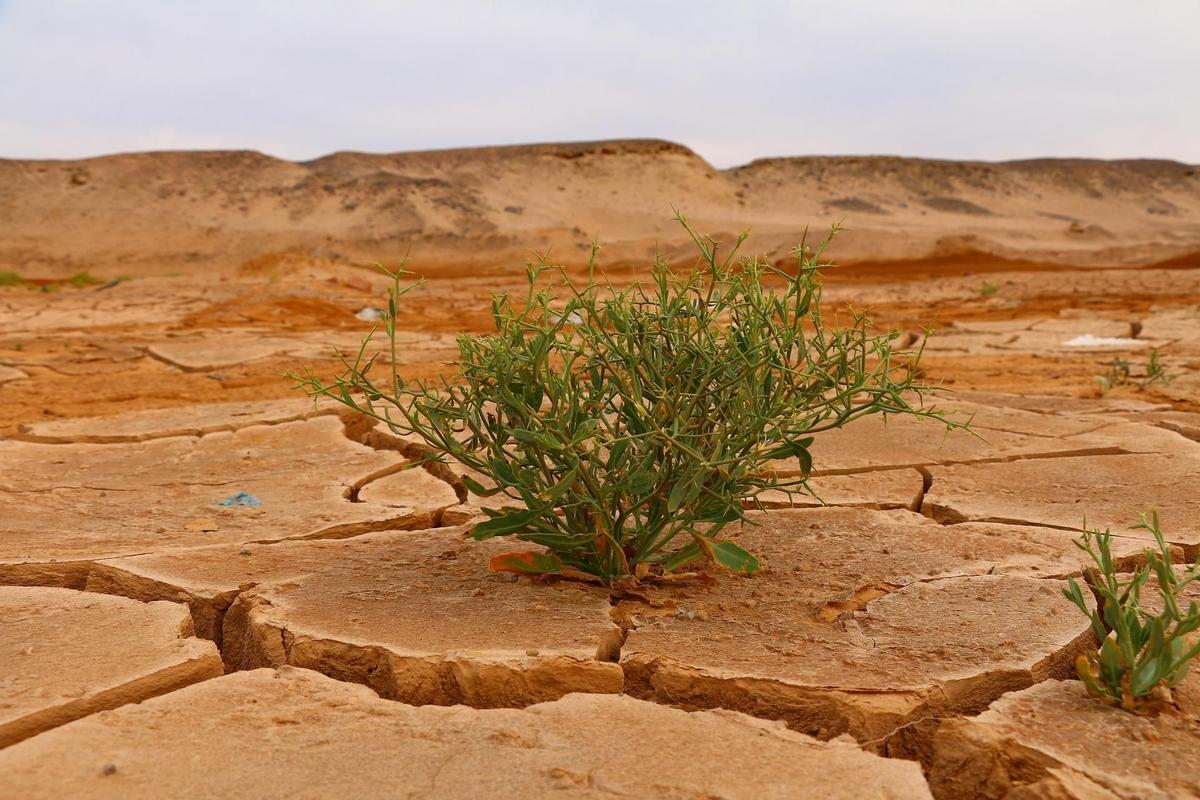 La subida de la temperatura global provoca la desertificación del suelo.