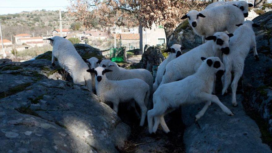 Corderos en una ganadería de Sayago