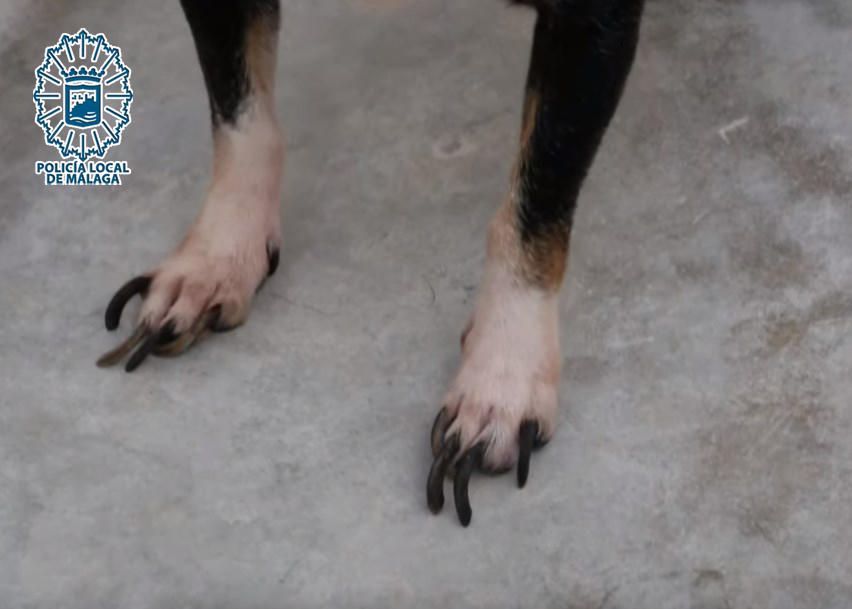 Perros intervenidos por el GRUPONA de la Policía Local de Málaga.