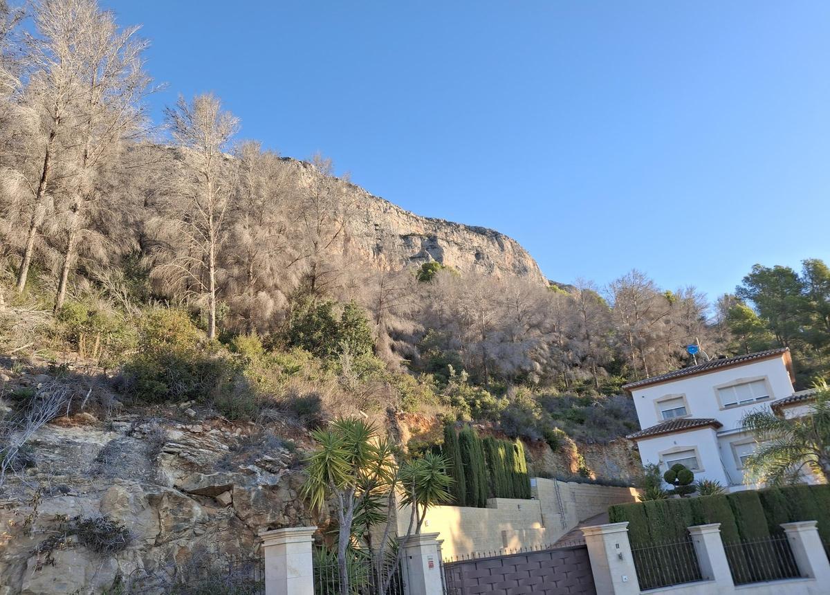Los pinos secos junto a un chalé construido en el linde del parque natural