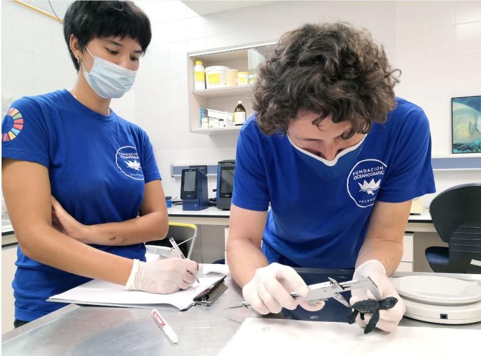 Nacen en la Fundación Oceanogràfic las primeras tortugas del nido de Cullera