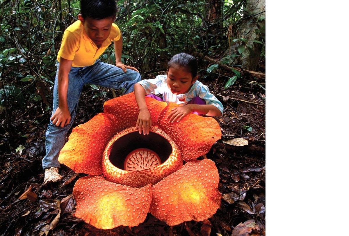 Una 'Rafflesia arnoldii'