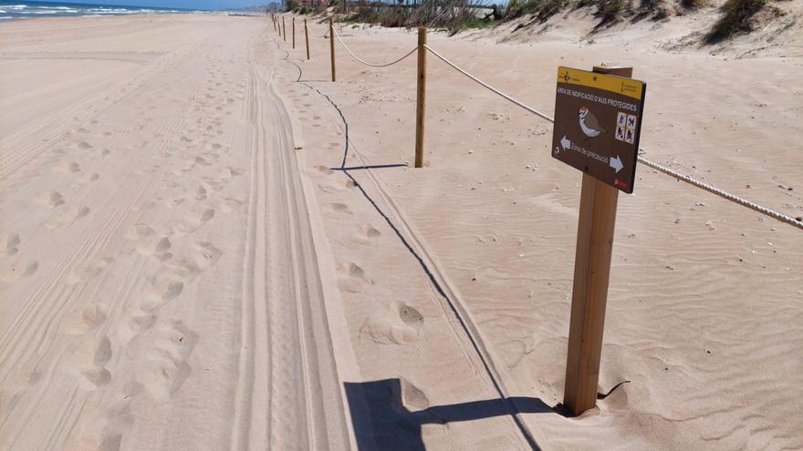 Sueca da protección al chorlitejo patinegro en sus playas