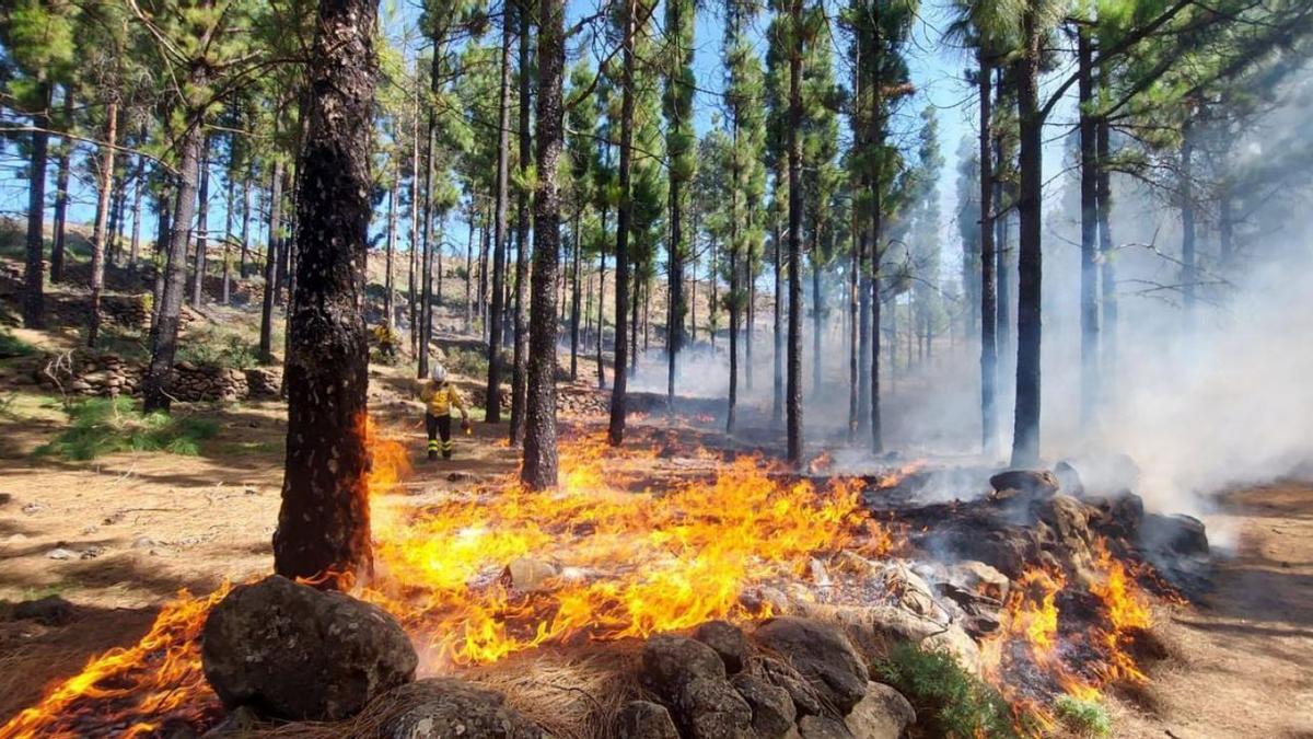 Formación de bomberos forestales en la cumbre de Gran Canaria. | | LP/DLP