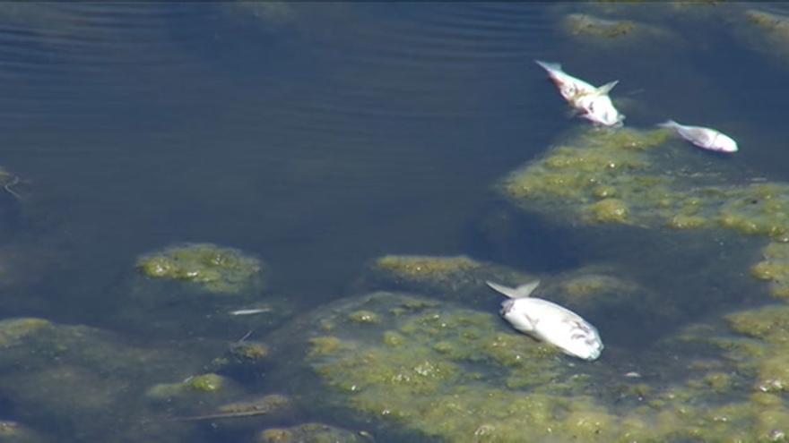 VÍDEO: Peces muertos en el Serradal