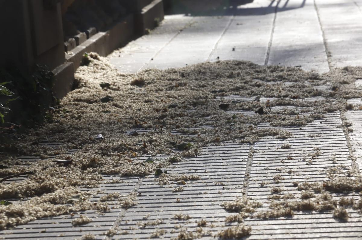 Polen de plátanos acumulado en Xàtiva.